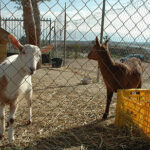 Alle-dyrene-også-geitene-trives-på-Lo-Rufete-1