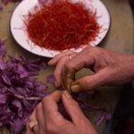 saffronharvestjpg-d26928a59506f597