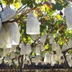 Druer_Novelda_Spania