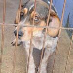 Hjemløse_hunder_La_Nucia