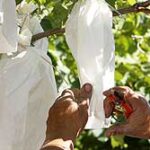 Papirpose_Spania_druer