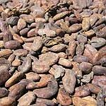 Cacao
