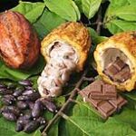cacao_chocolate