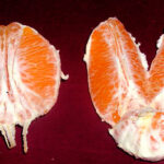Navel_orange_sectioned