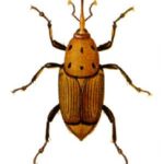 Rhynchophorus_ferrugineus
