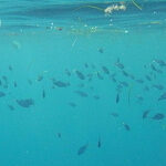 Dykkiing og snorkling i Altea