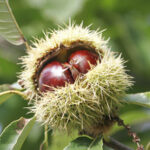 Chestnuts