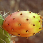 Opuntia_ficus-indica_fruit9