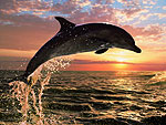 6213_dolphin_sunset_jigsaw_puzzle_lg_0.jpg