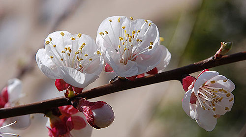800px-blossoming_almond_tree.jpg