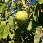 800px-cherimoya_tree_hg.jpg
