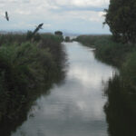 albufera__séquia_cap_a_la_mata_del_fang.jpg