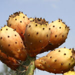 pikiwiki_israel_3629_opuntia_ficus-indica_-_prickly_pear.jpg