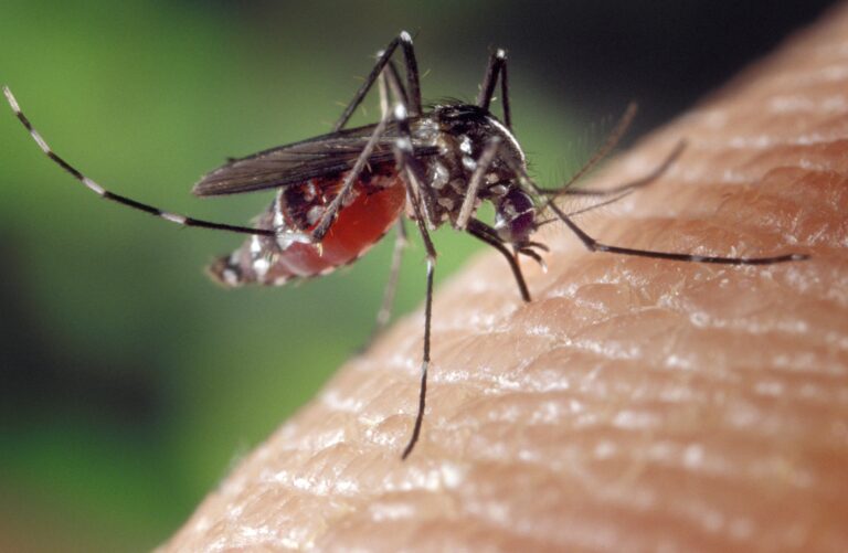 aedes_albopictus_on_human_skin_5.11.13.jpg