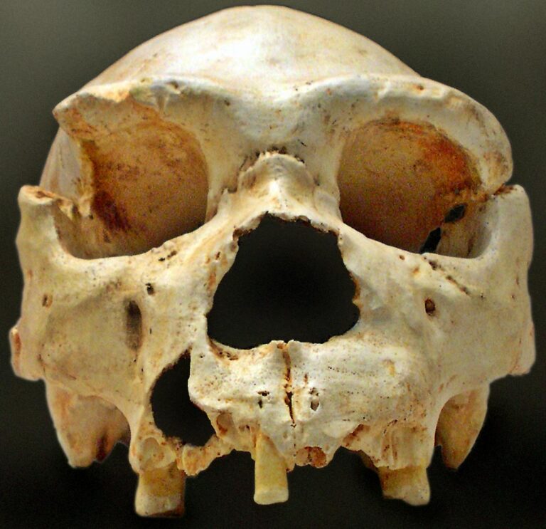 homo_heidelbergensis-cranium_-5_6.12.13.jpg