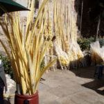 påske-elche-palme