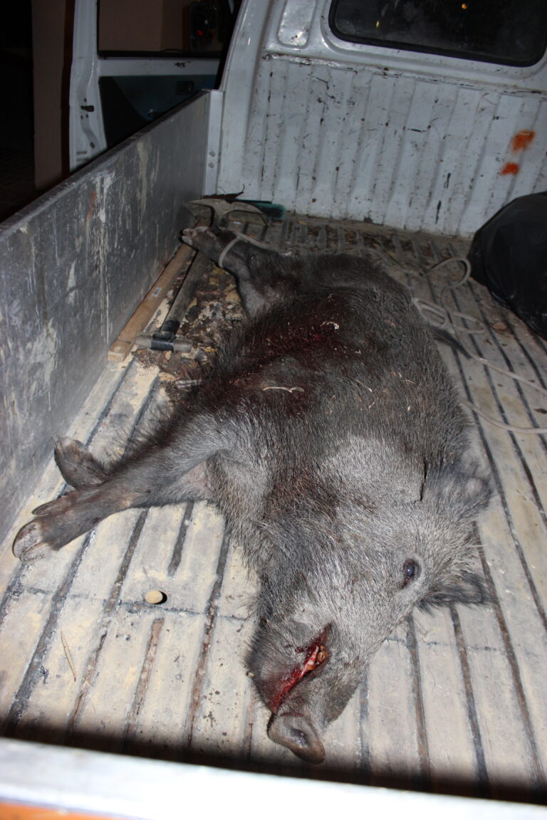Villsvin avlivet i sentrum av Albir