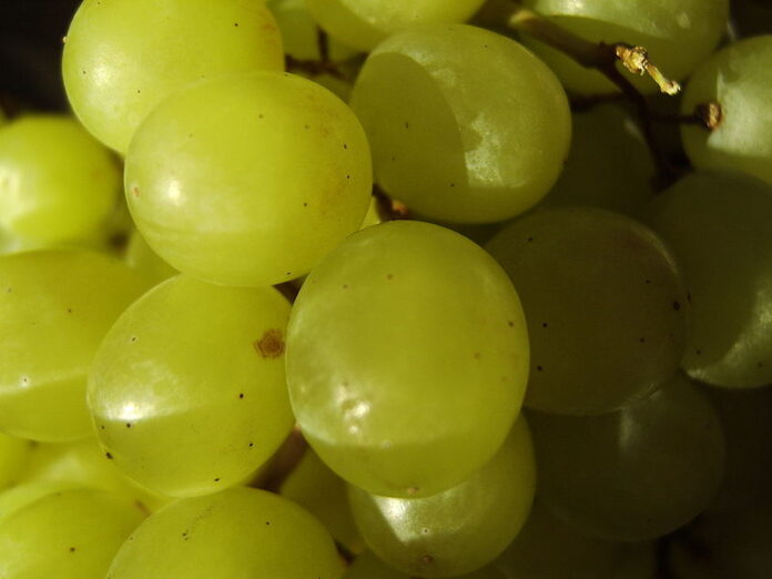 800px-green_grapes.jpg