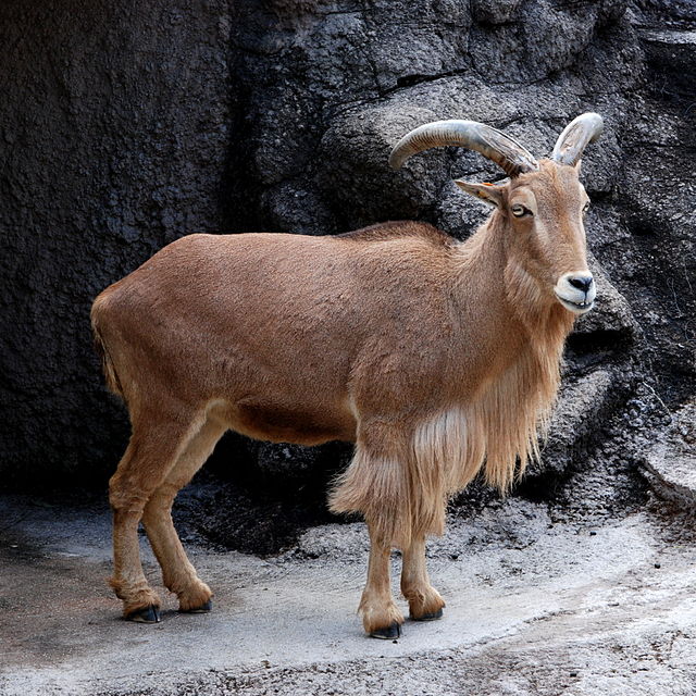 640px-barbary_sheep_tennoji.jpg