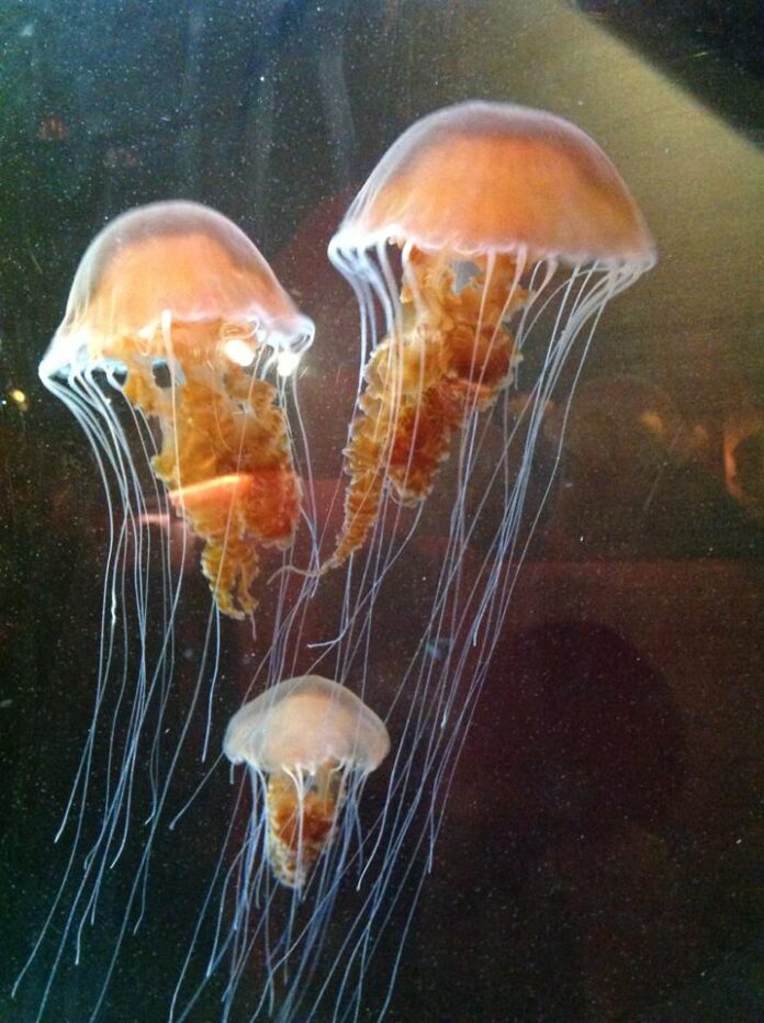 las_medusas_son_unicas.jpg las_medusas_son_unicas.jpg