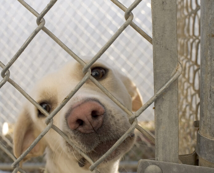 dog_in_animal_shelter_in_washington_iowa.jpg
