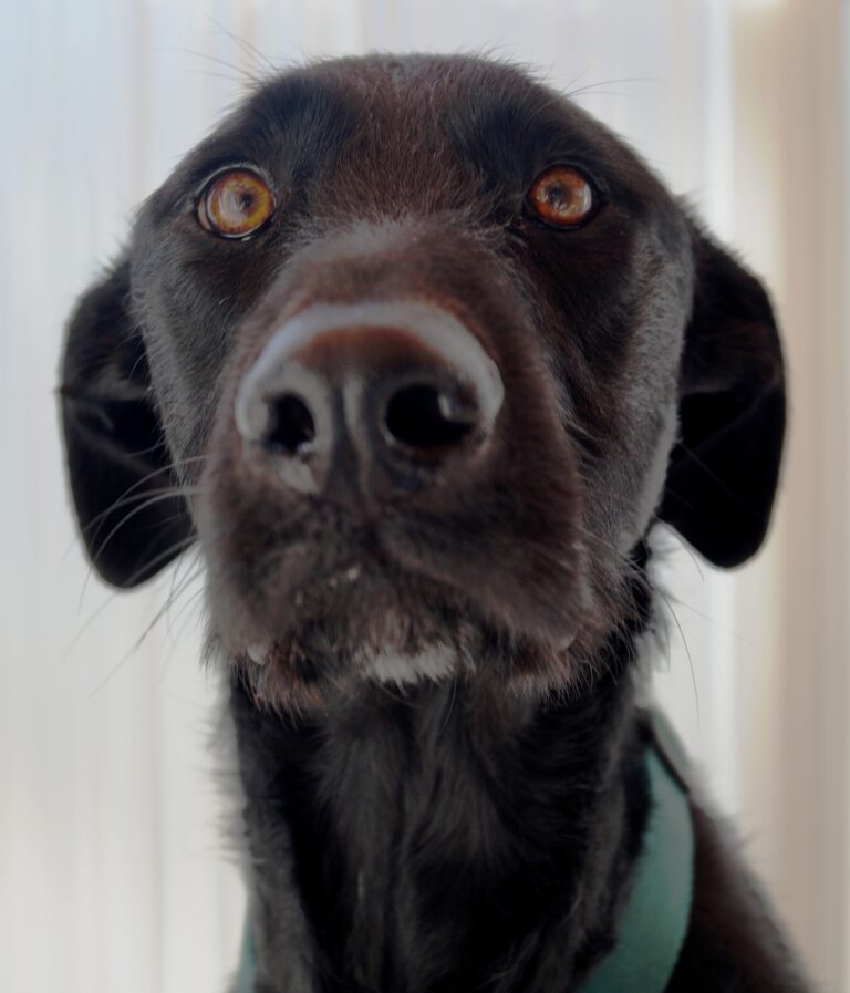 Hundeeiere må vaske etter hunden med eddik og vann