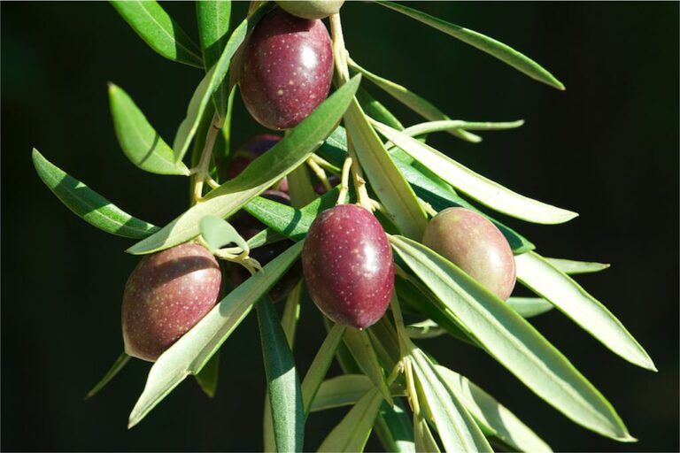 Spania trenger mer oliven