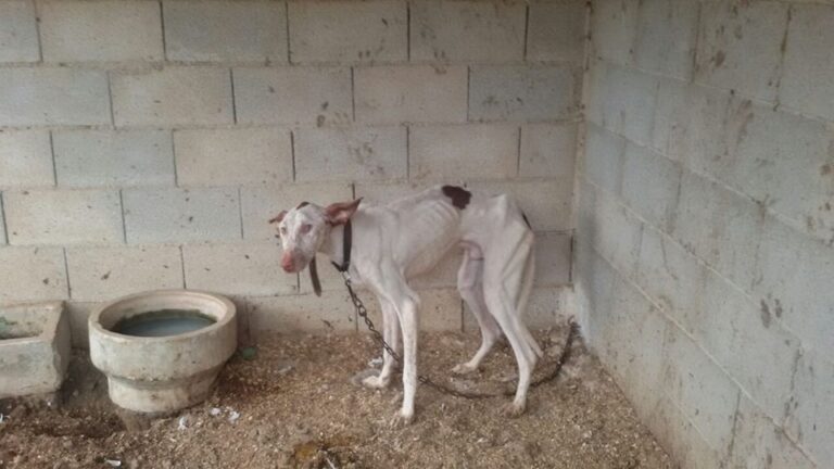 Hundeeiere anmeldt for mishandling