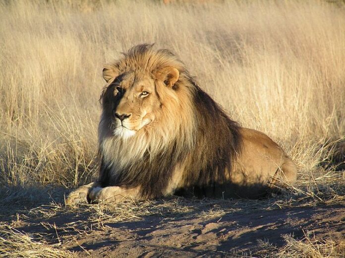 800px-lion_waiting_in_namibia.jpg 800px-lion_waiting_in_namibia.jpg