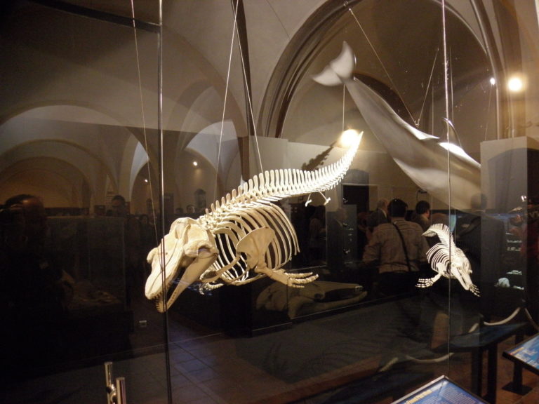 Håper på 160.000 tilskudd kan gi nytt liv til Torreviejas sjøfarts-museum Håper på 160.000 tilskudd kan gi nytt liv til Torreviejas sjøfarts-museum