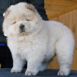 laily_05_chow.jpg