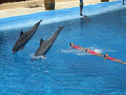 250px-dolphins_and_synchronized_swimming.jpg