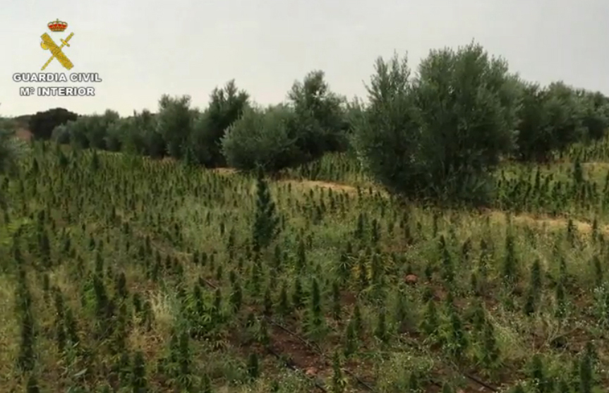 cannabisplantasje_albacete_crop_4.9.15.jpg