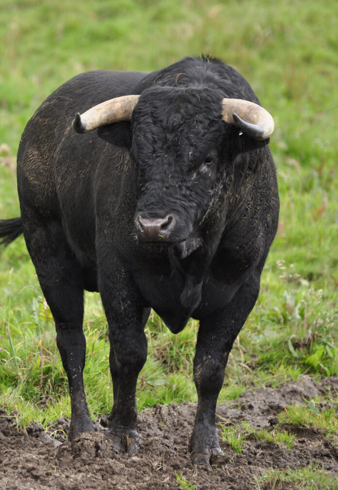 toro_en_el_campocrop.jpg toro_en_el_campocrop.jpg