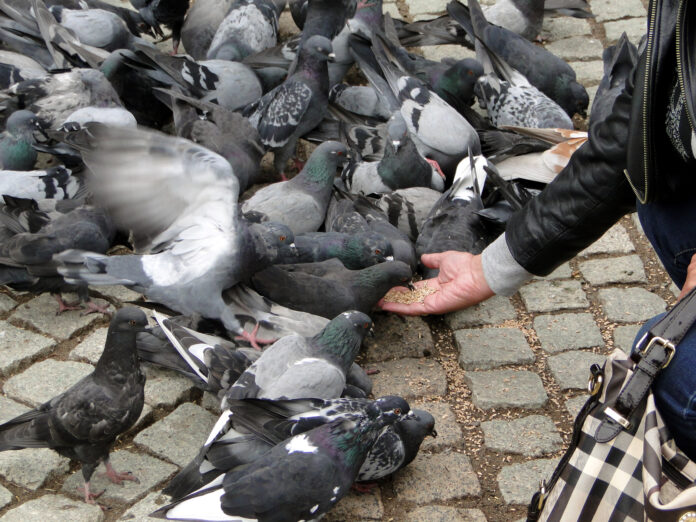 feeding_pigeons_8368884478.jpg