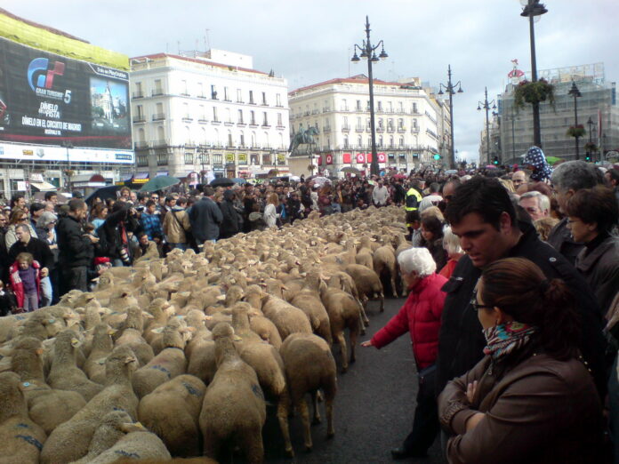 merino_madrid_2010_2.jpg merino_madrid_2010_2.jpg