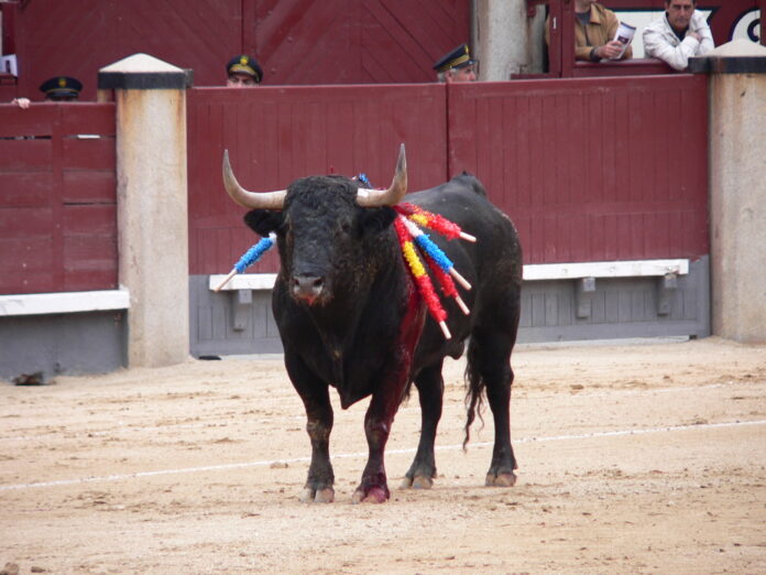 toroencorrida.jpg