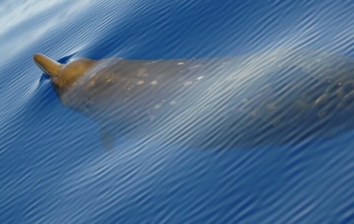 beaked_whale.jpg