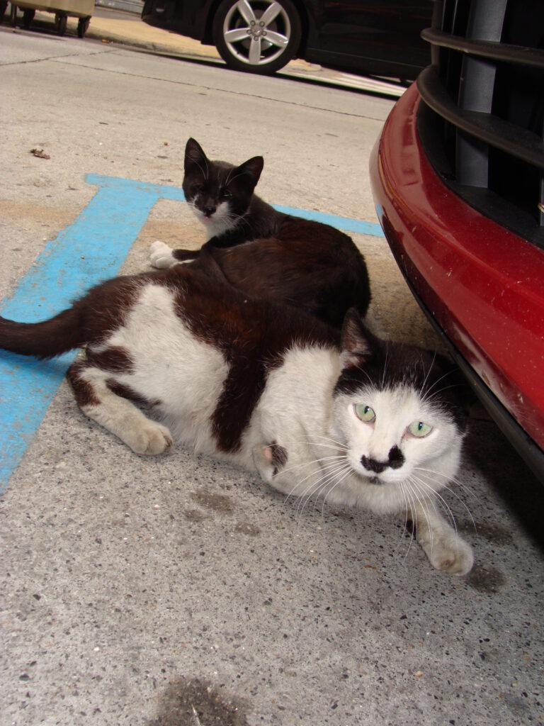 Katteproblem i Alfaz del Pi