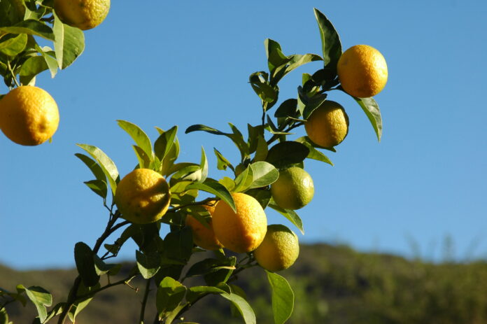 lemon_tree_002.jpg
