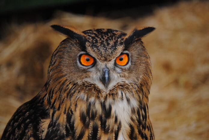 buho_real.jpg Hubro (Bubo bubo), den største arten av ugle i Europa.