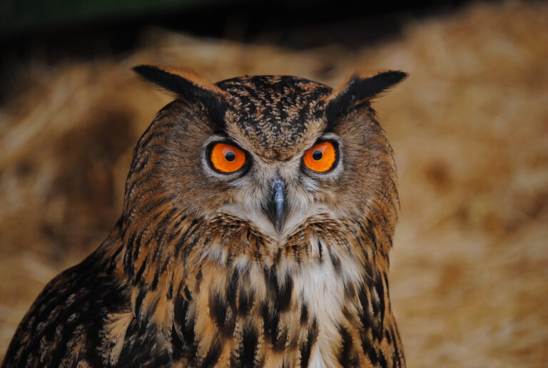 Bygget skytebane ved fuglereservat