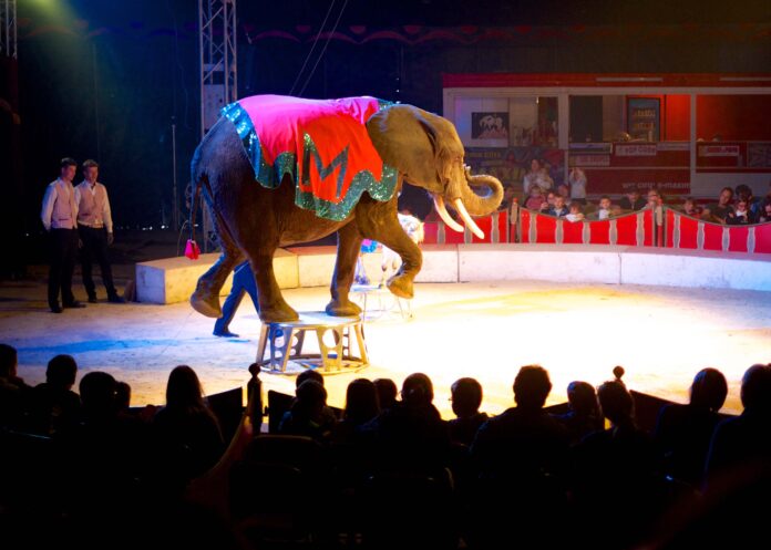elephant_at_circus_maximum_20443835591crop.jpg