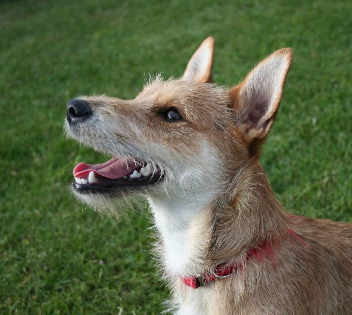 terrier_mixed-breed_dog.jpg