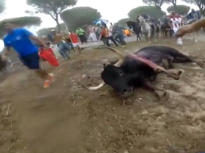 Den siste oksen som ble drept i okseløpet Tore de la Vega, september 2015.