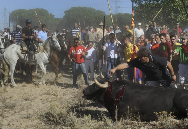 Foto: Oksen drepes i løpet Toro de la Vega i Tordesillas (PACMA, Wikimedia Commons 2010).