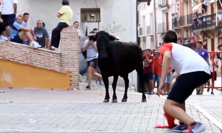 30.000 Euro i bot for ulovlig okseløp