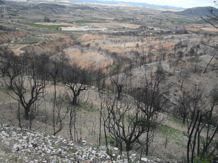 desire_morales_incendi.jpg Foto: Landskap etter skogbrann i Cortes de Pallars, Valencia (Desiré Morales Tapiador, Wikimedia Commons 2013).