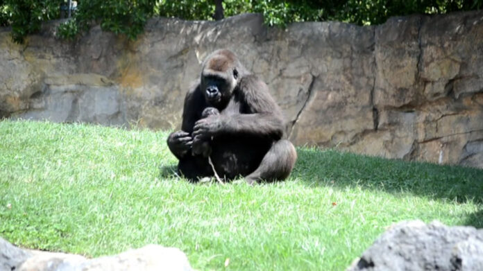 gorilla_bioparc_valencia.jpg Foto: Den nyfødte gorillaen i morens armer, Bioparc Valencia.