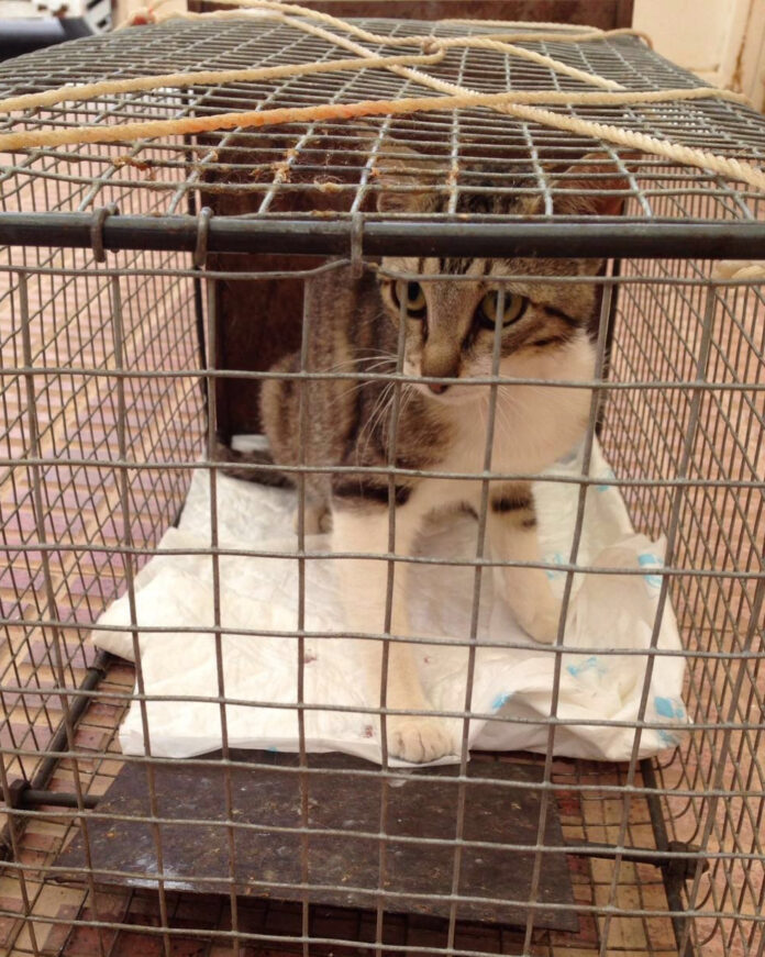 2016-09-19-castraciongatos-03-g.jpg Foto: Villkatt fanget for sterilisering i Torrevieja.